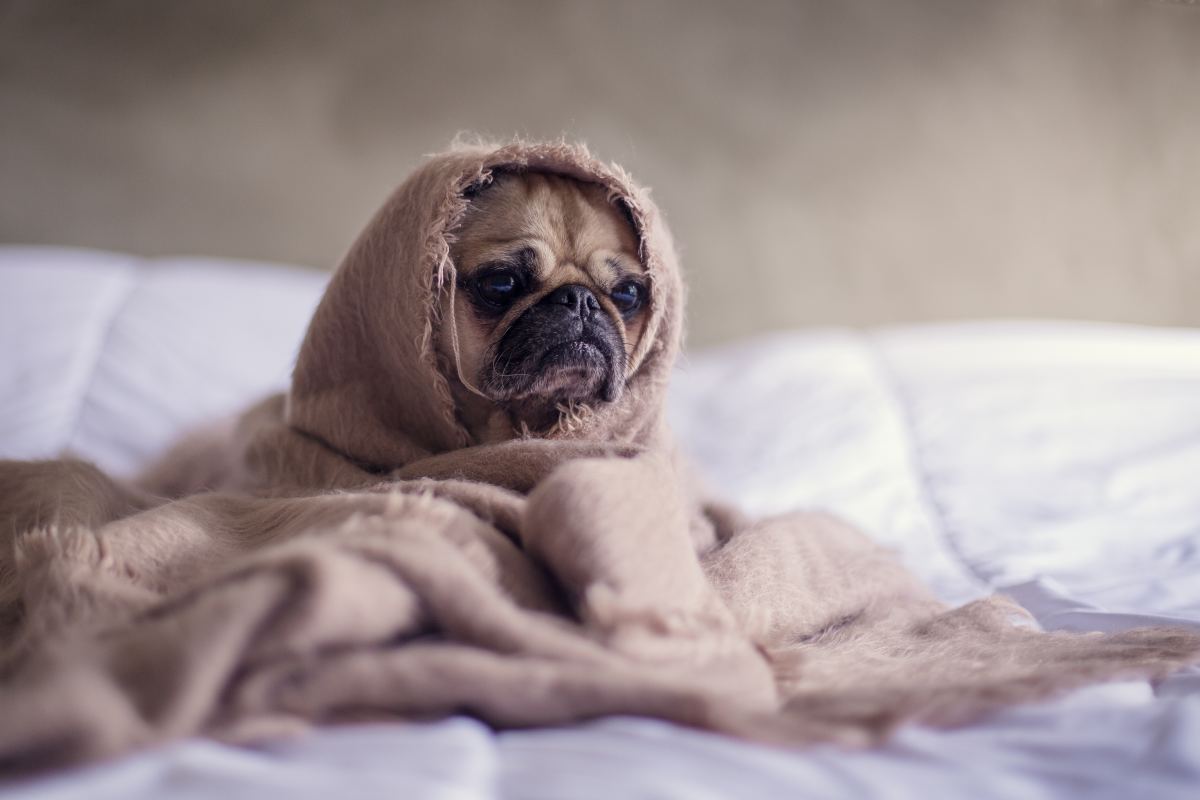 Consider bundling up your short-haired dog in colder weather.