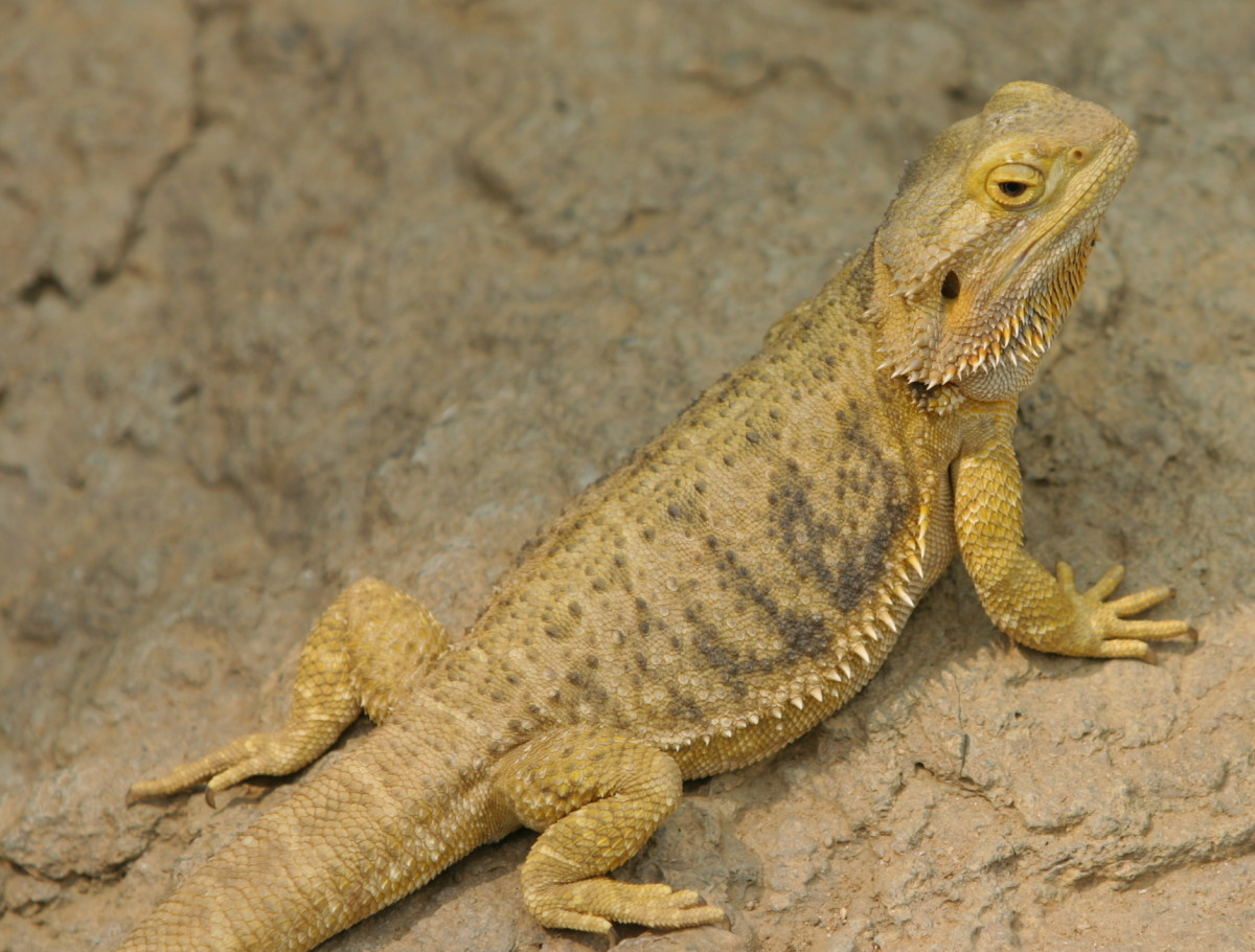 Bearded dragons have been growing in popularity as pets.
