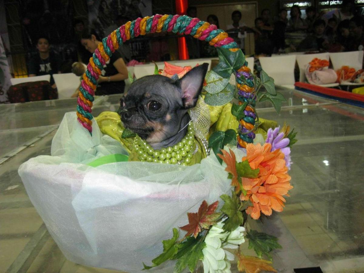 Dogs and cats dressed up for the AKC fashion show