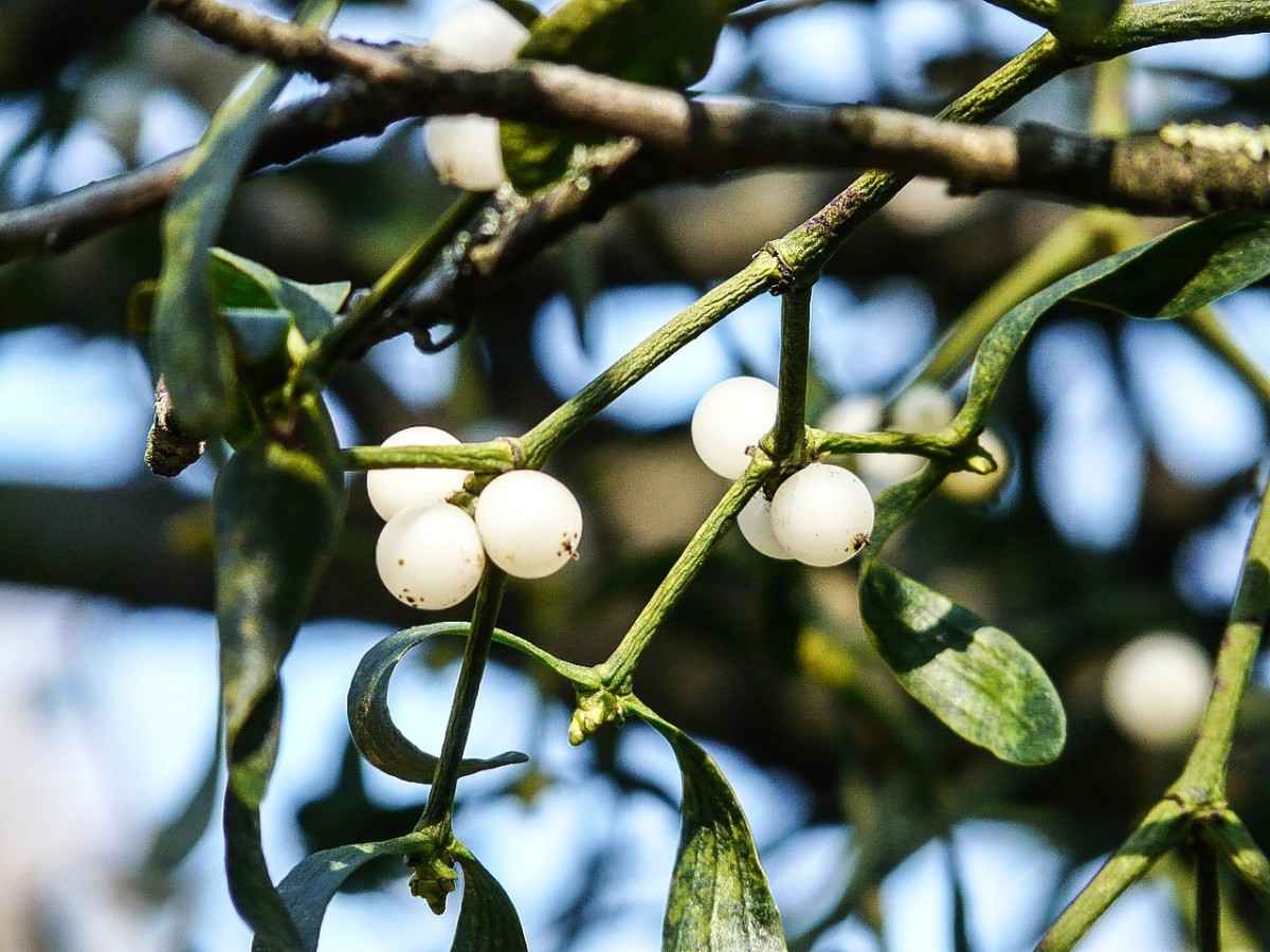 Mistletoe leaves and berries; the berries are poisonous for dogs