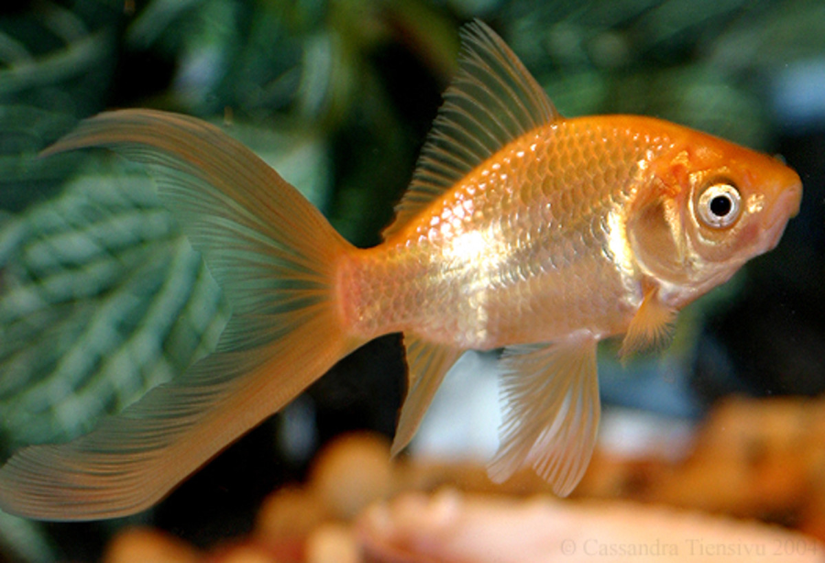 types of black goldfish