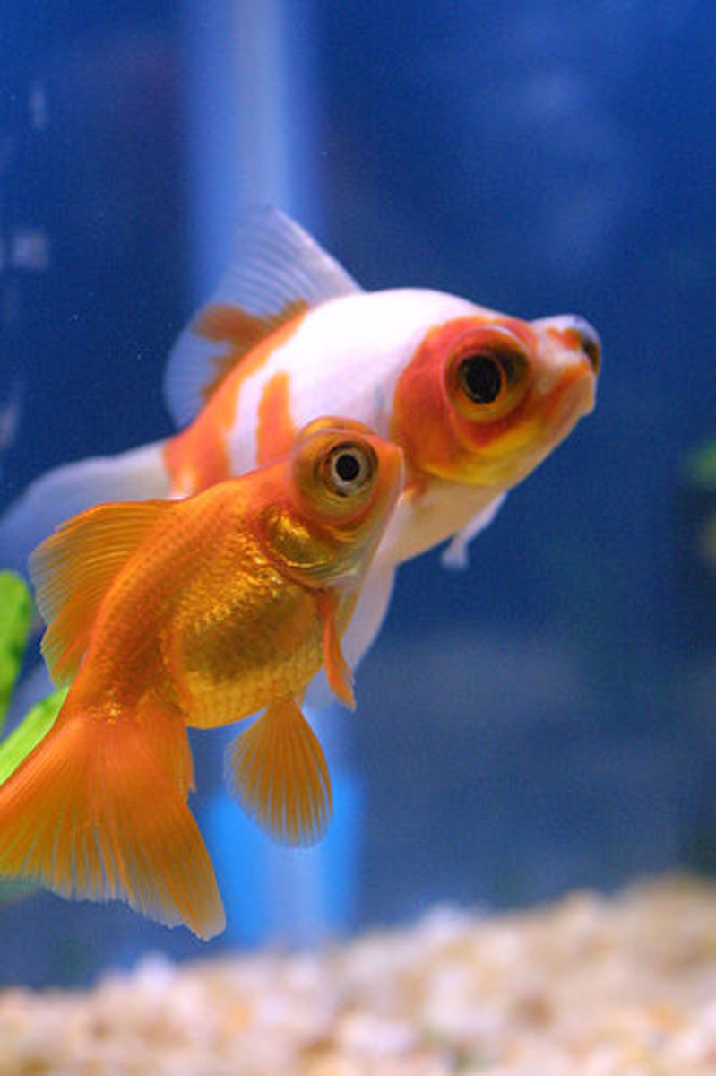 Goldfish Varieties: A Brief Look at 15 Popular Types - PetHelpful