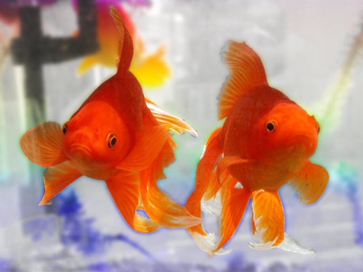 different gold fish