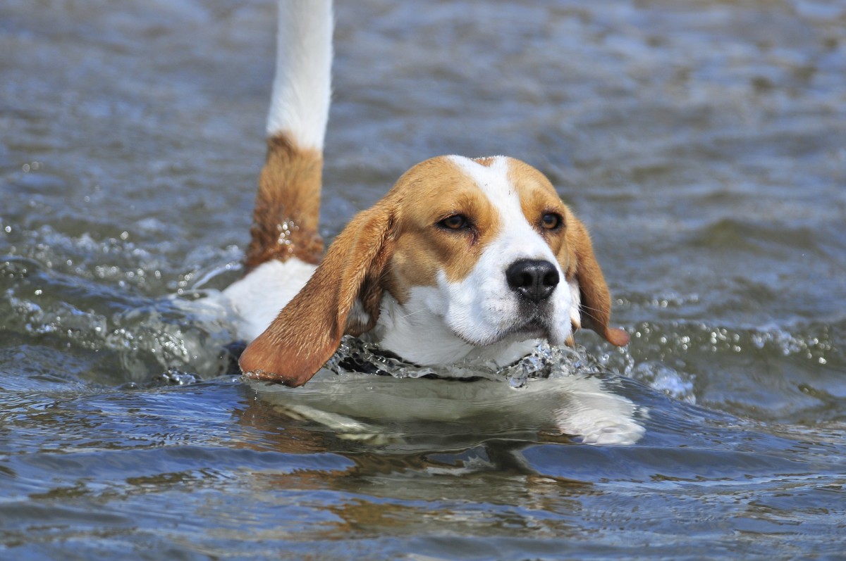 beagles-hunting-dog-or-family-pet