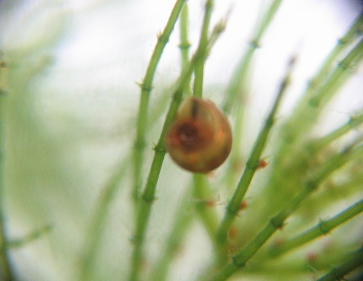 Pond snails are extremely prolific animals and can survive in ponds or tropical aquariums.