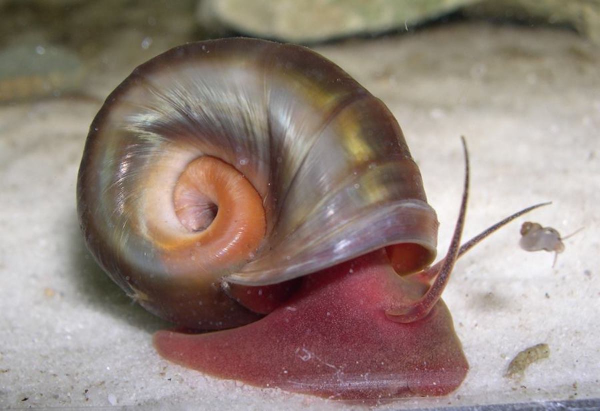 A ramshorn snail with a beautiful red foot.