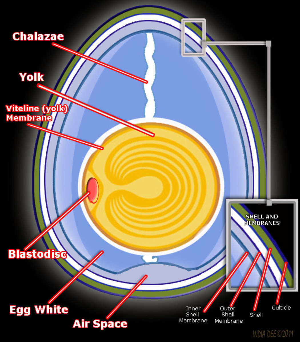 Chicken Egg Anatomy
