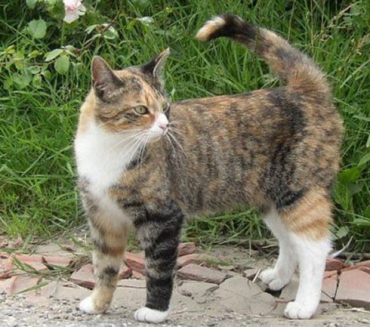 are calico and tortoiseshell cats the same