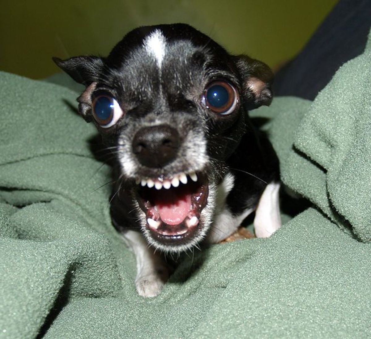Chihuahua Temperament: The Good, the 