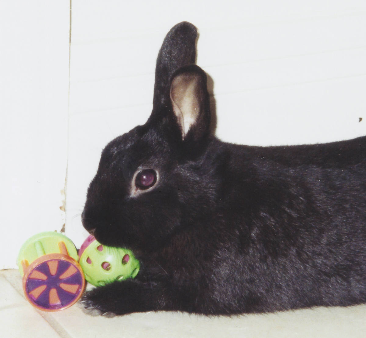 Rabbits love to play with simple toys.