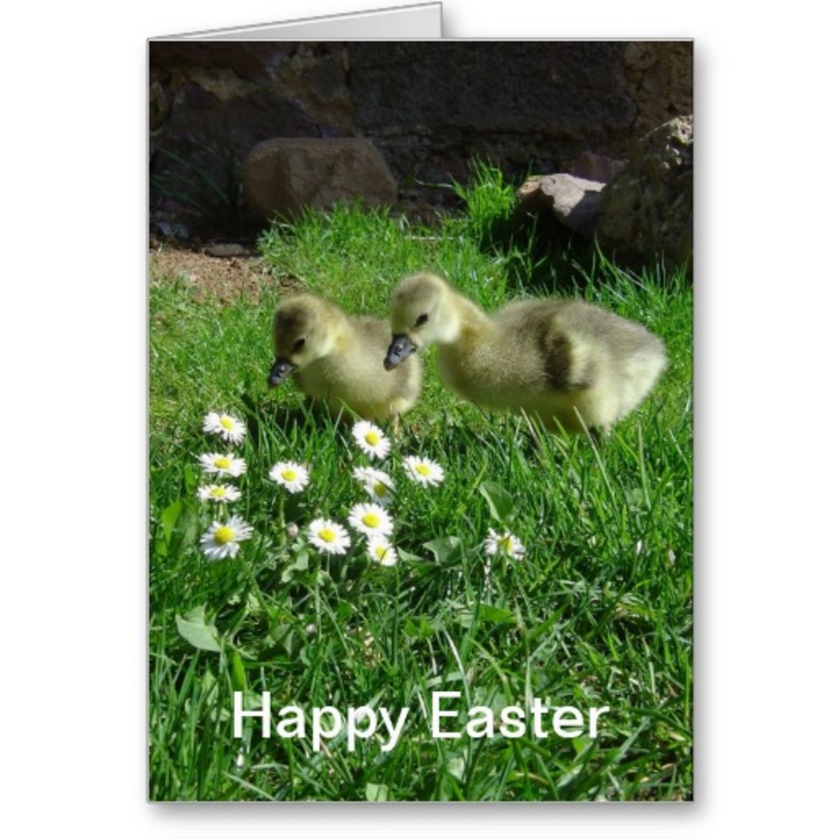 My Goslings Featured in My Easter and Greeting Cards