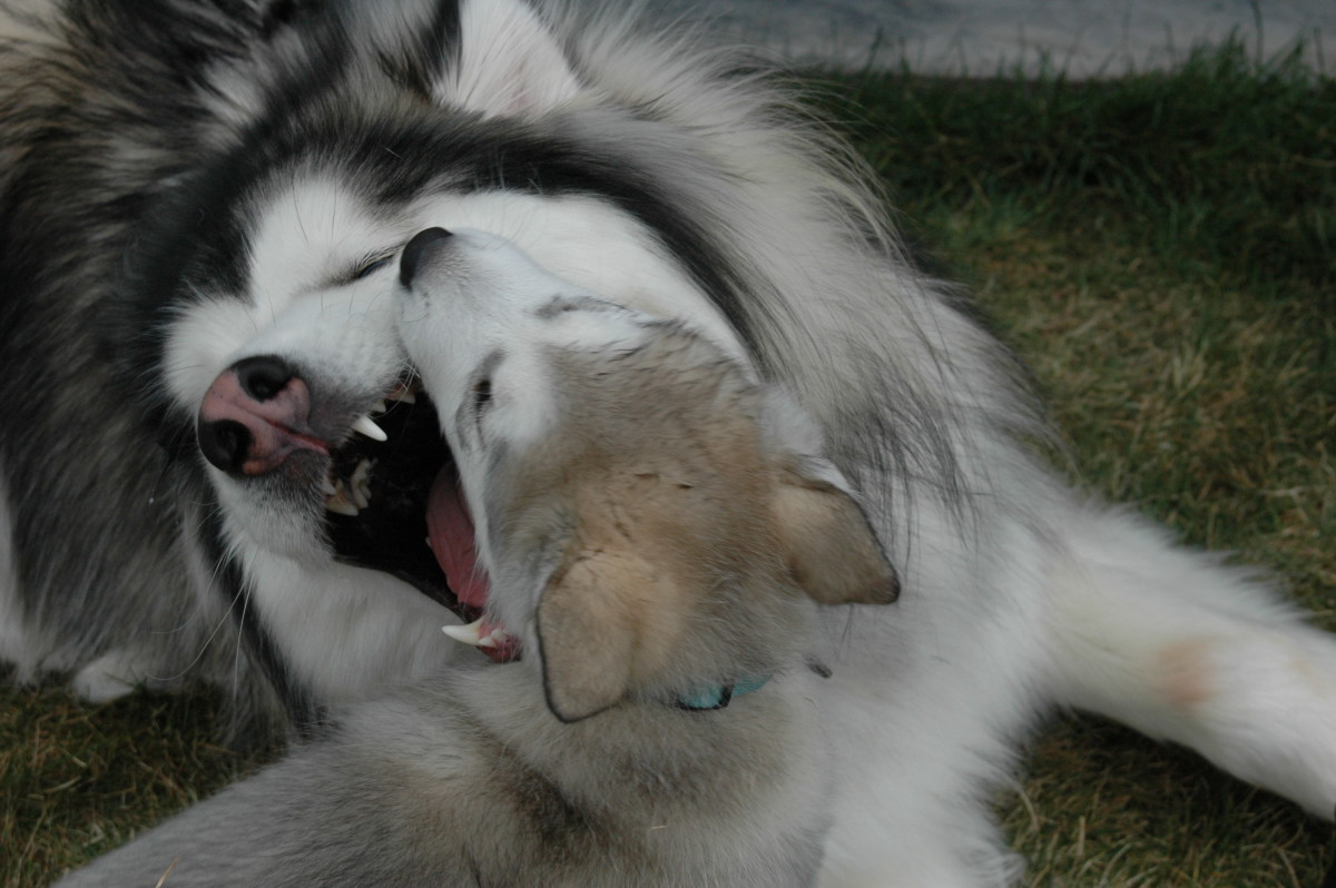 dog-behavior-101-most-dangerous-dogs-and-understanding-dog-behavior