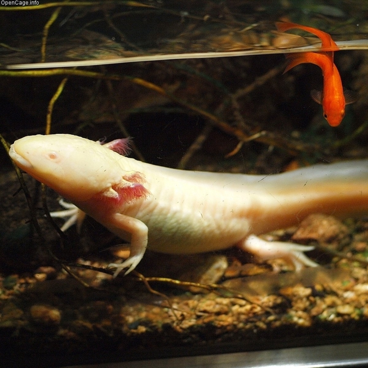Another albino axolotl.