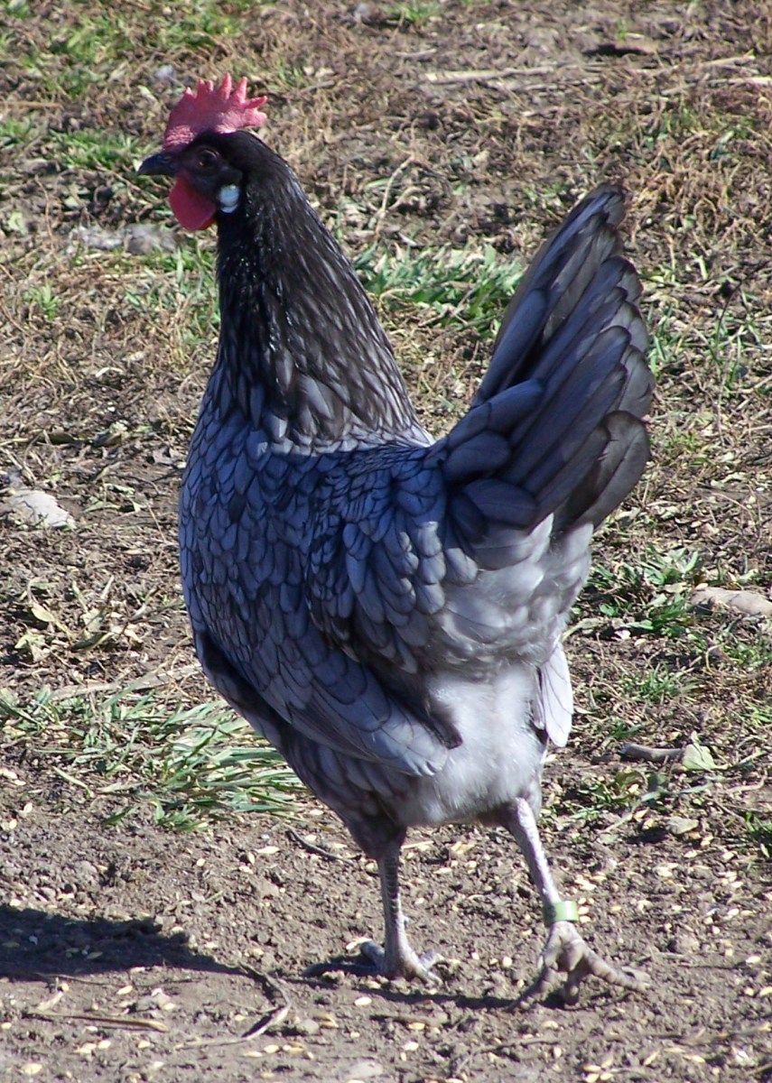 A Dainty Blue Andalusian Pullet
