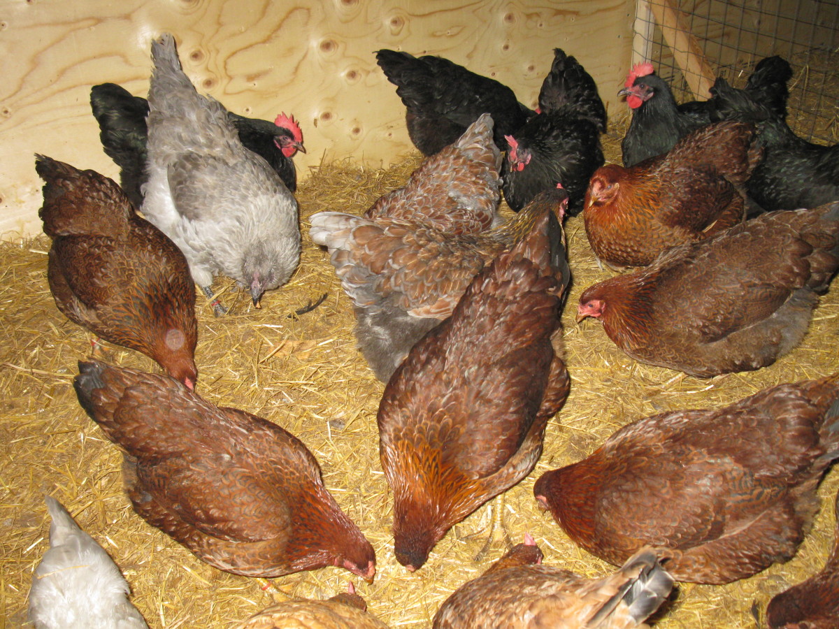 Partridge Chantecler Pullets in the coop 