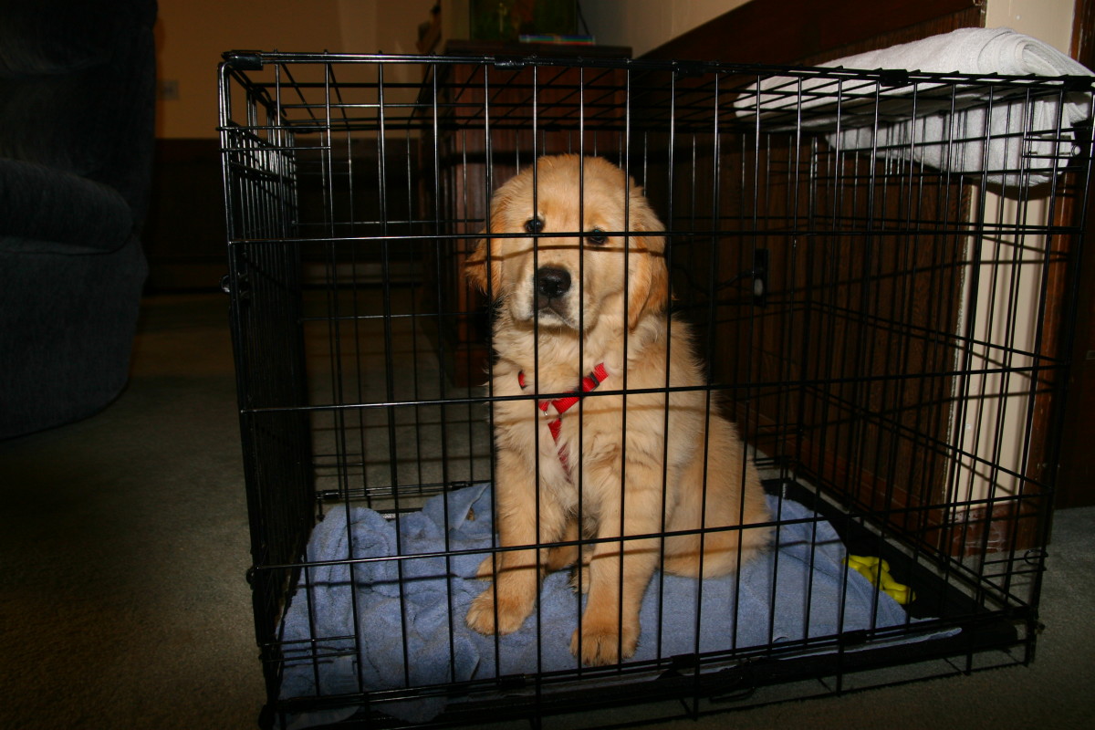 Best Size Crate For Golden Retriever Flash Sales Www danzhao cc