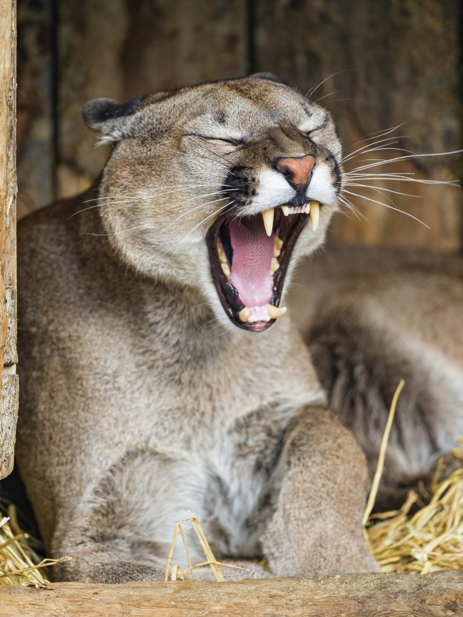 This sleepy, yawning cougar displays its formidable teeth.