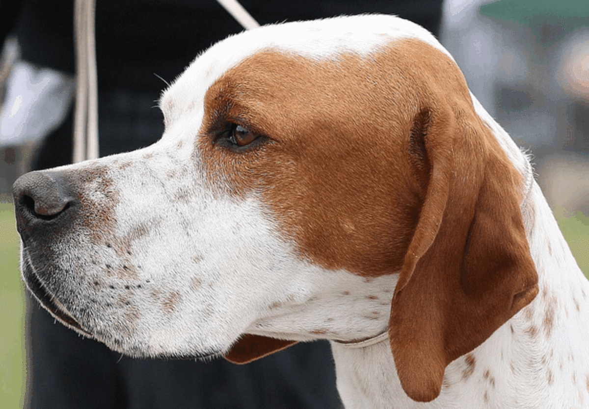 The Pointer head has a pronounced stop and well-developed
nostrils.