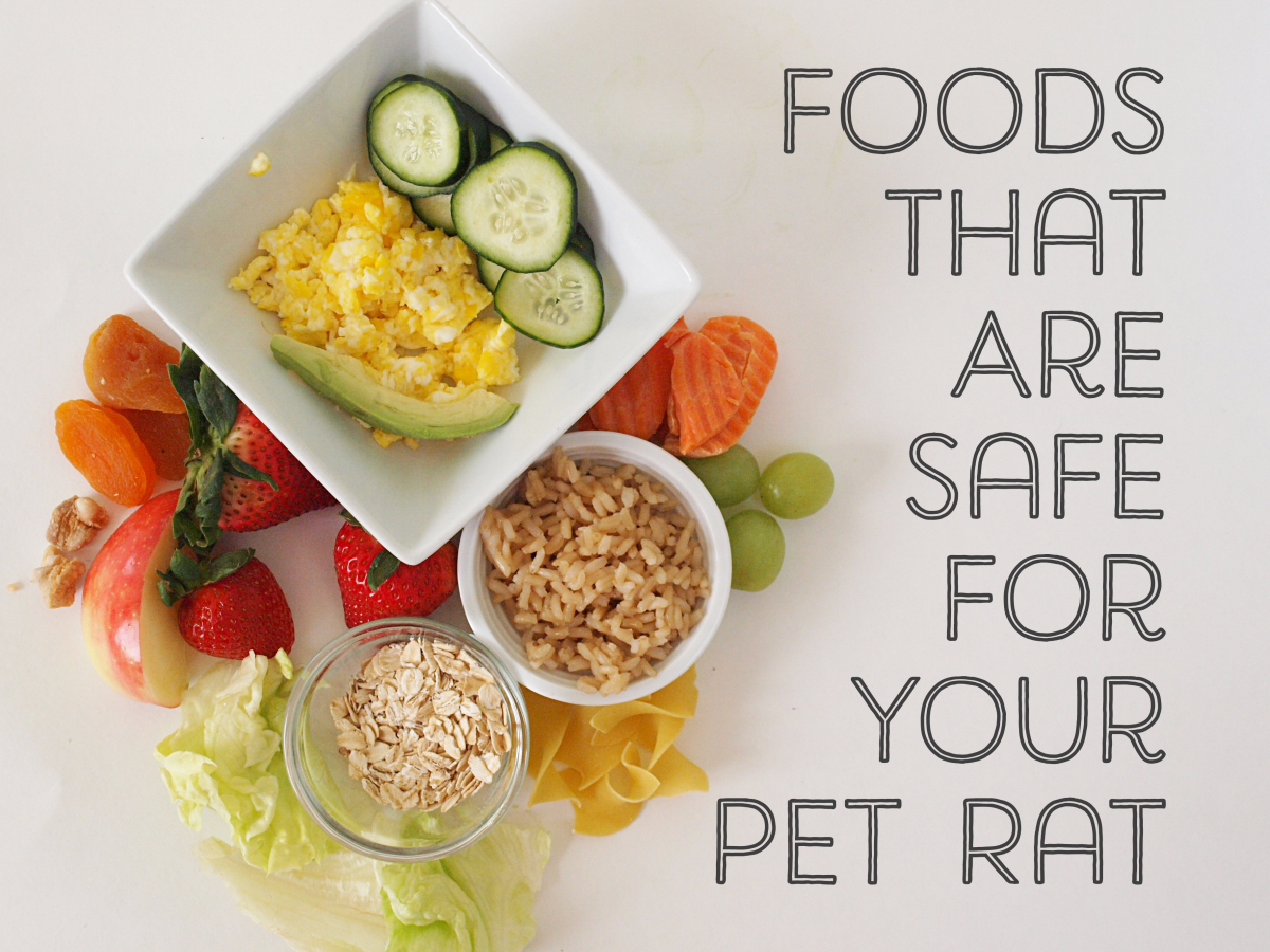 Here are foods your pet rat can safely eat.
