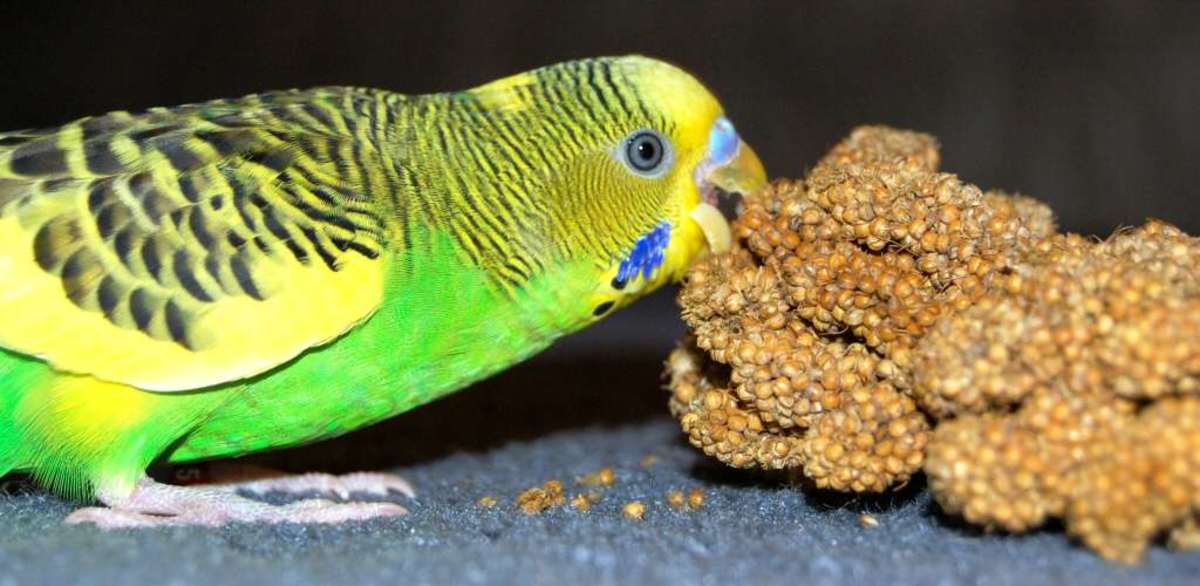 should-you-get-a-budgie