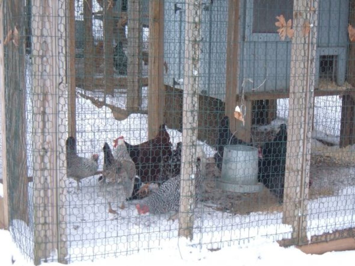 Chickens in the snow.