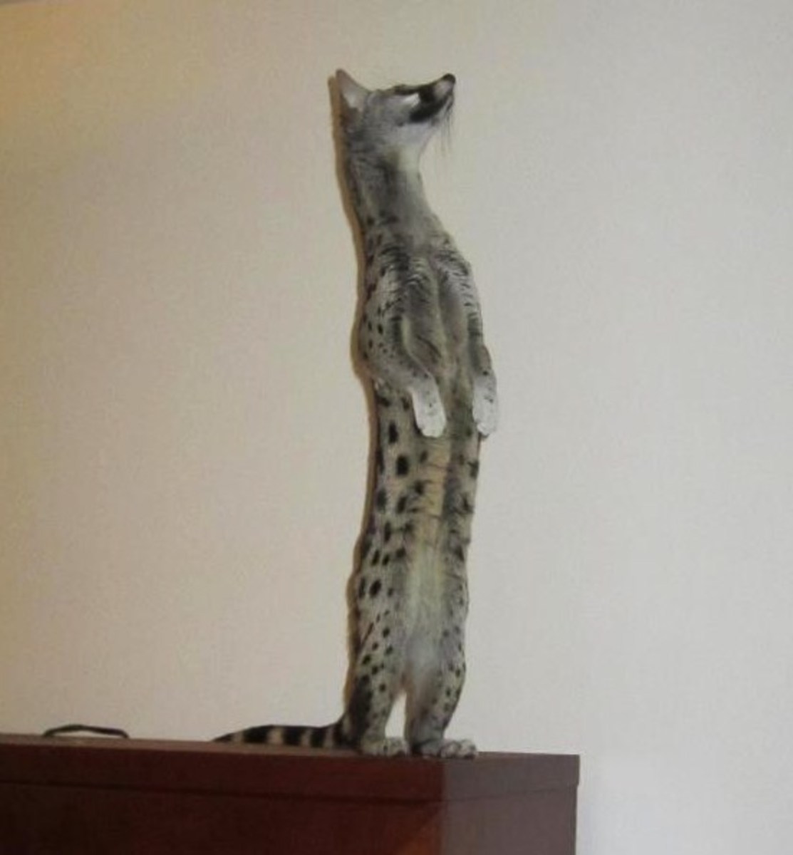 Spotted genet standing. Used with Permission 