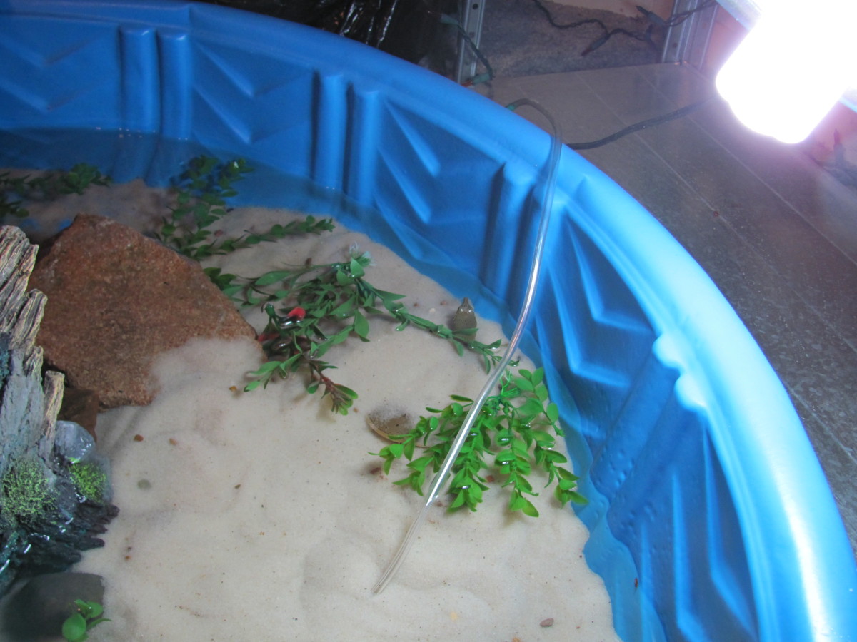 creating-an-indoor-pool-for-your-turtle