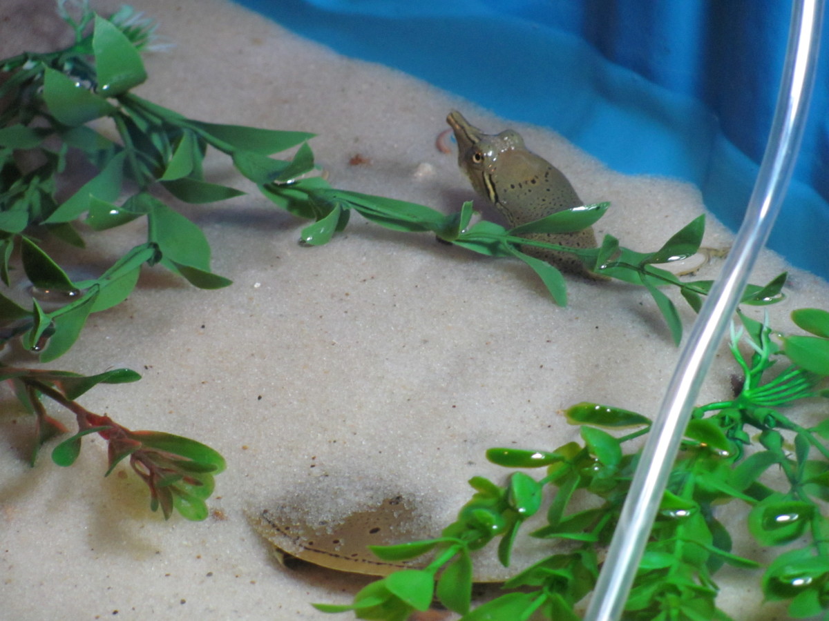 creating-an-indoor-pool-for-your-turtle