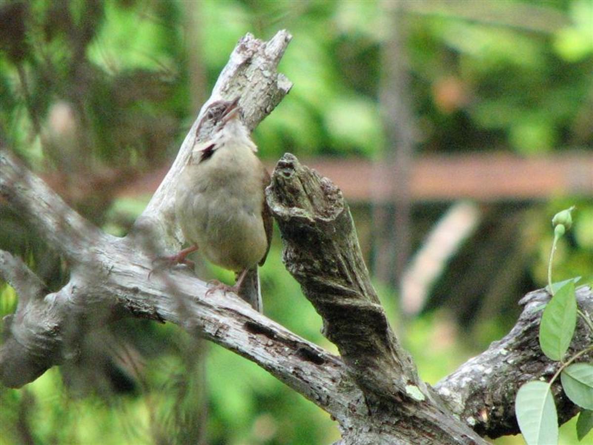 The male Carolina Wrens sing loudly and often.