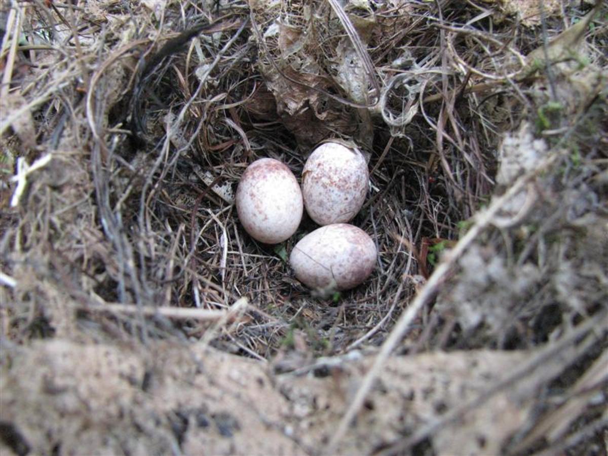 This nest was removed from a nest box on our Bluebird trail after the
Carolina Wrens abandoned it.  Notice the broken egg.