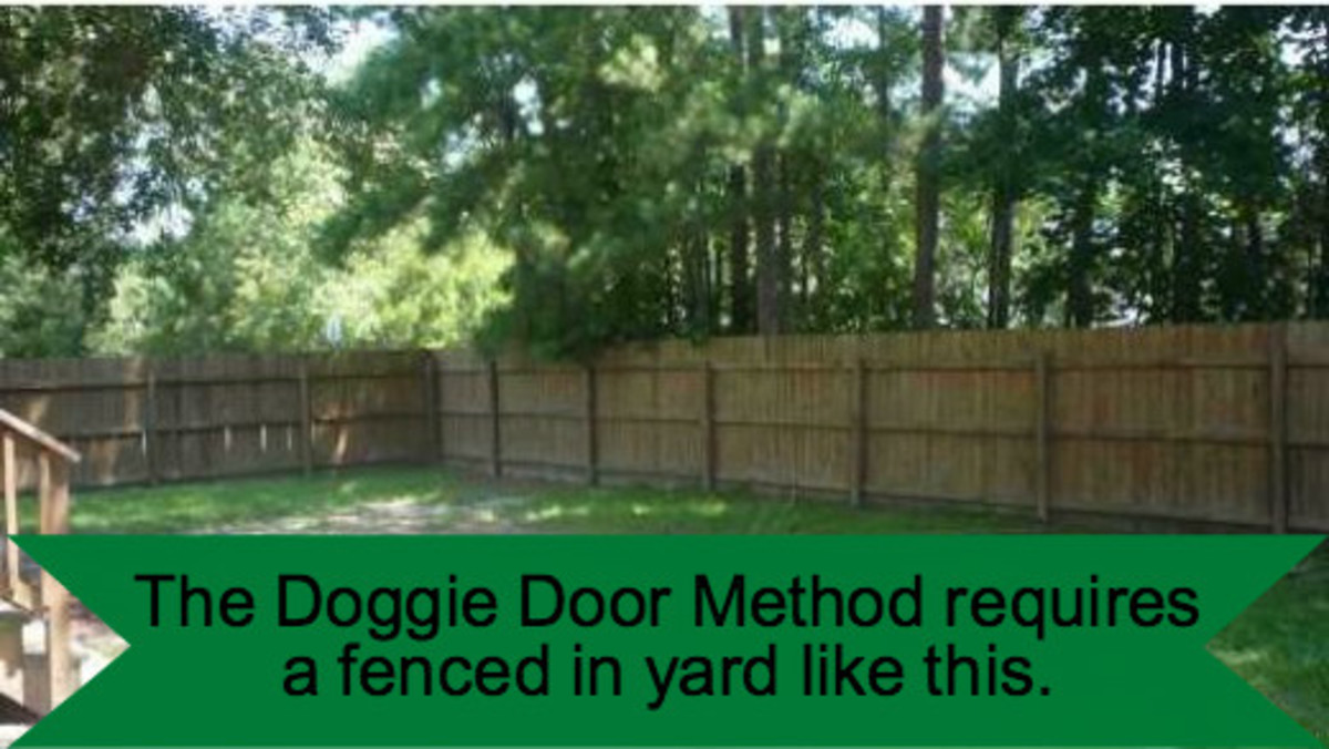 3 Fast House Training Methods for Puppies PetHelpful