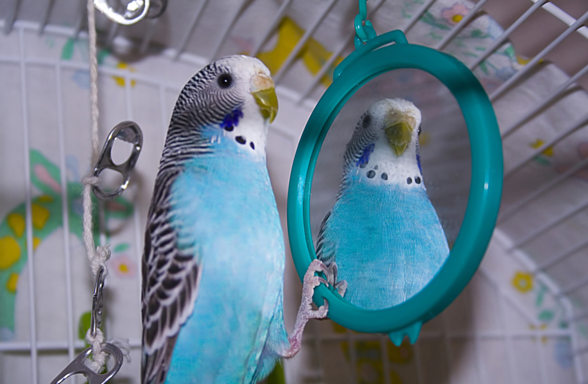 Be careful if you give your budgie a mirror. Some birds are fine with them, but others may become unhealthily attached to the mirror.