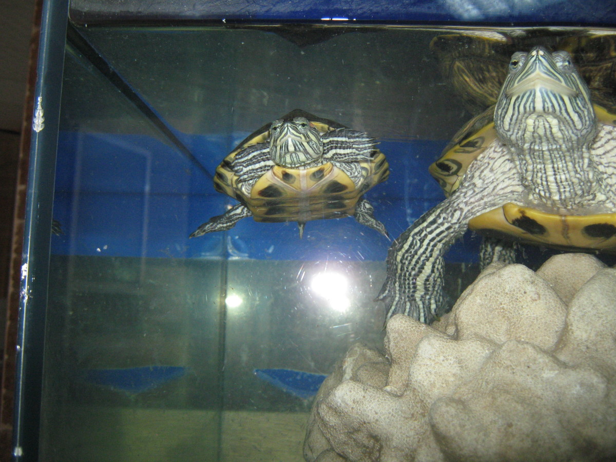 Pet turtles in a tank.