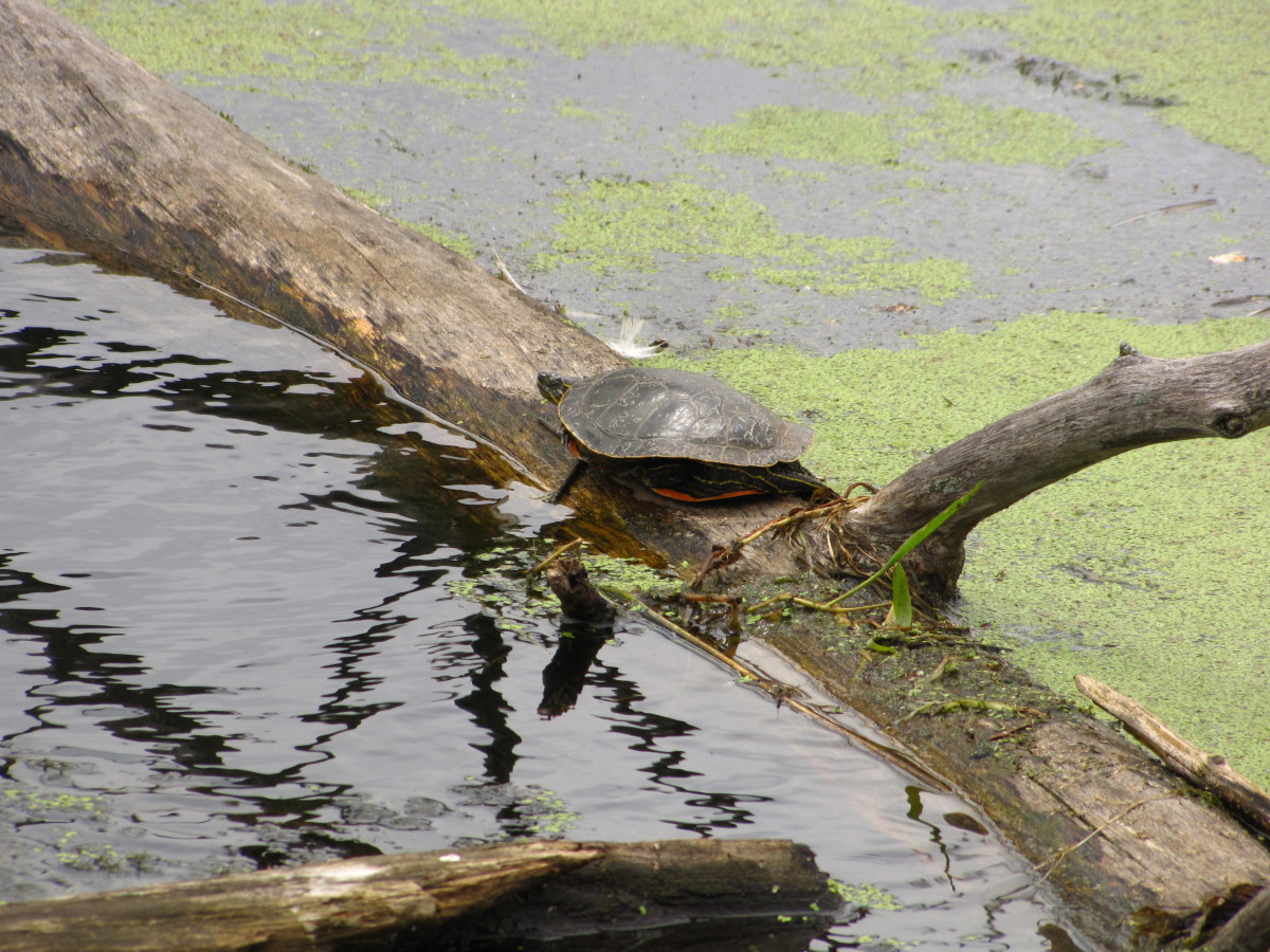 A wild turtle on a log.