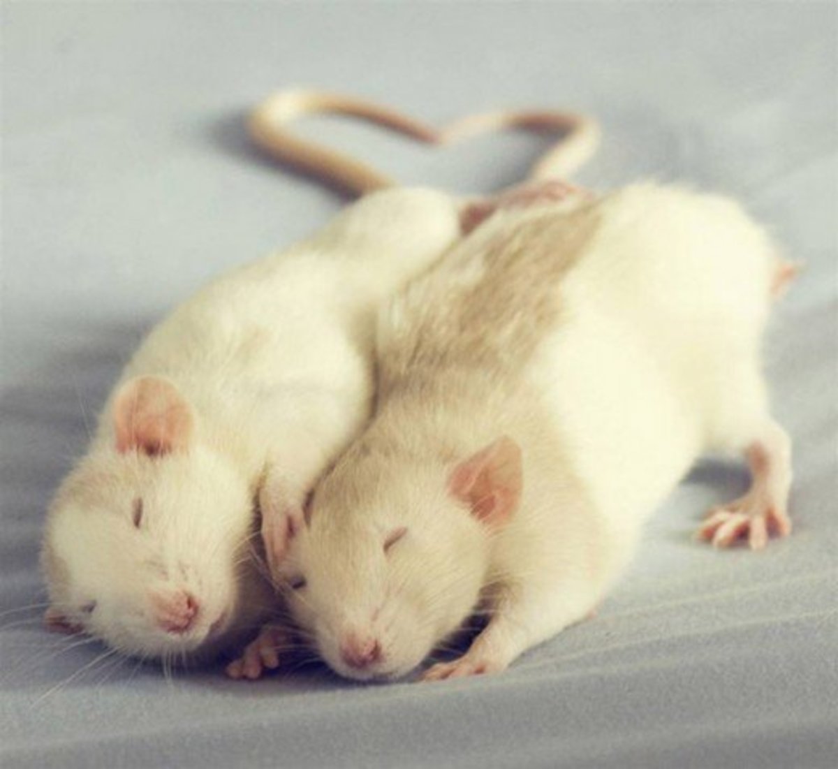 Enjoy your pet rat, whatever their variety!