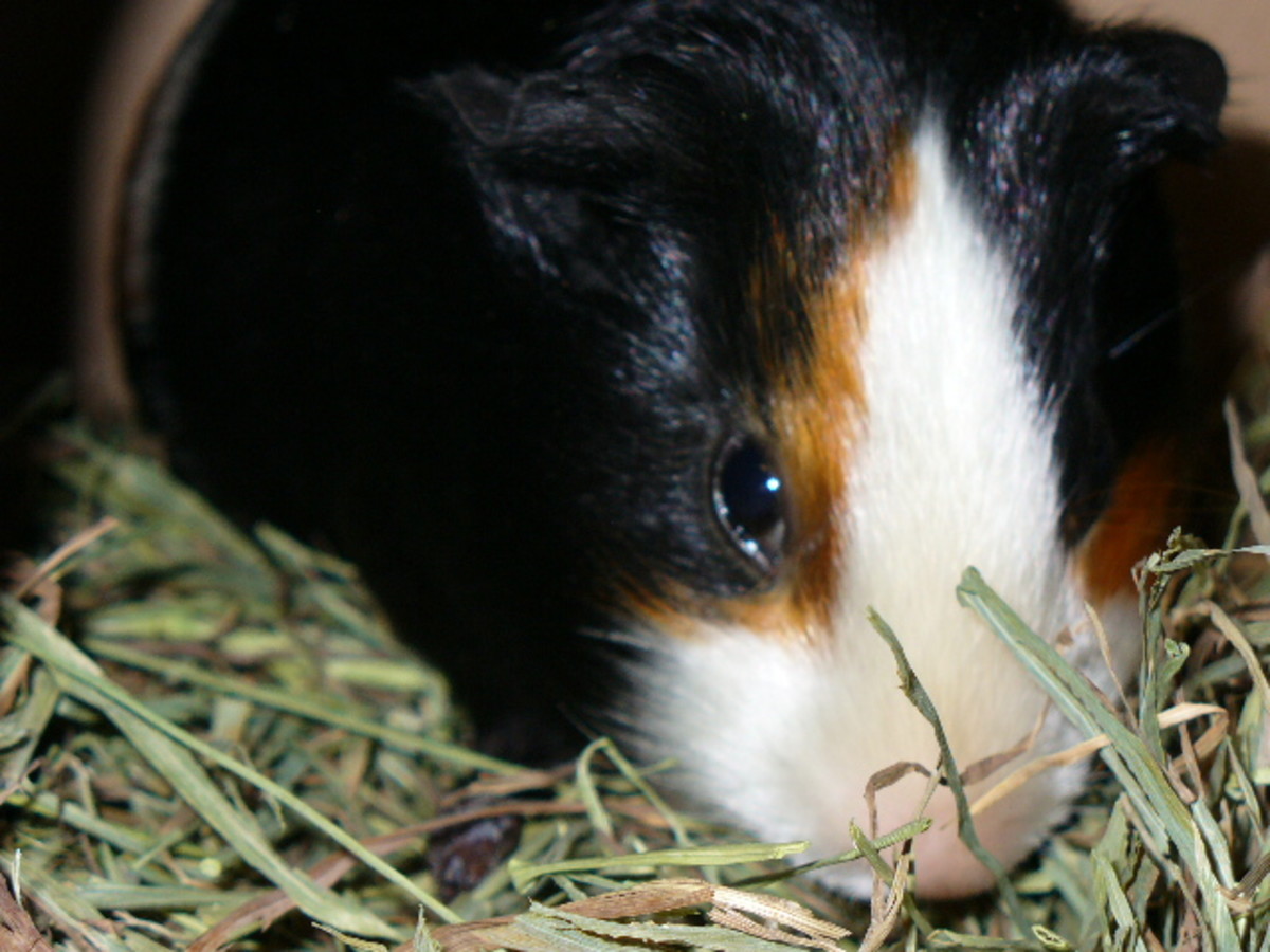 Foods That Guinea Pigs Should and Should Not Eat PetHelpful