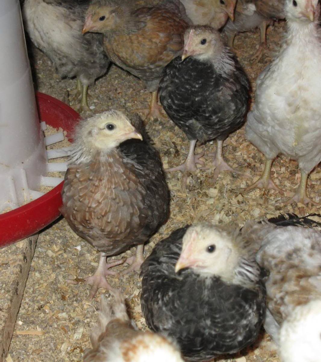 Silver Grey Dorkings (approximately six weeks), pullet middle left and two cockerals top/bottom right.