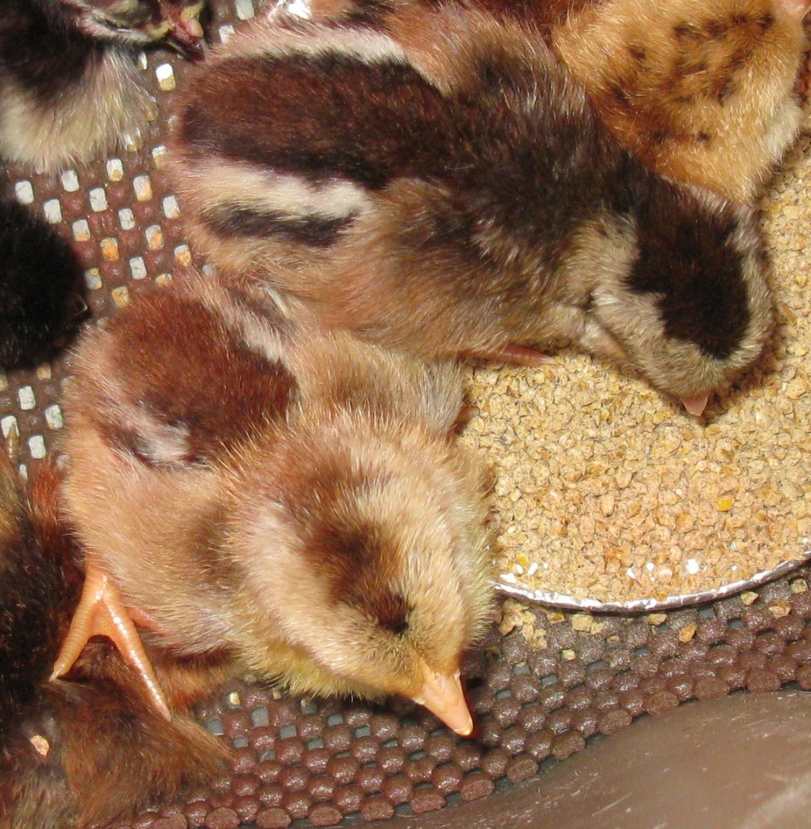 Chicks hatched from our own line-lighter than McMurrays.  Male on the left with lighter, less distinct head markings.  Female on the top right with much darker V on her head.
