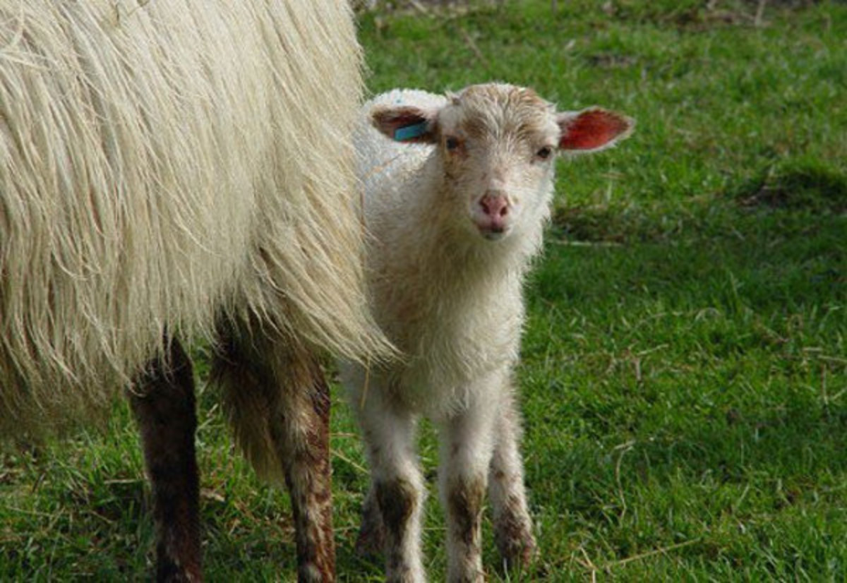 Drenthe Heath Sheep Lamb