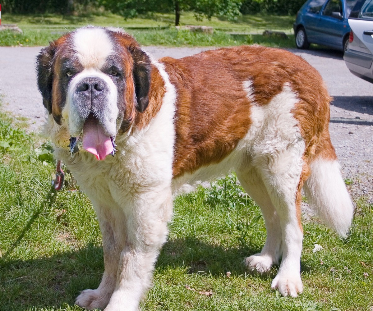 The Saint Bernard dog is one of the breeds that is most susceptible to bloat.