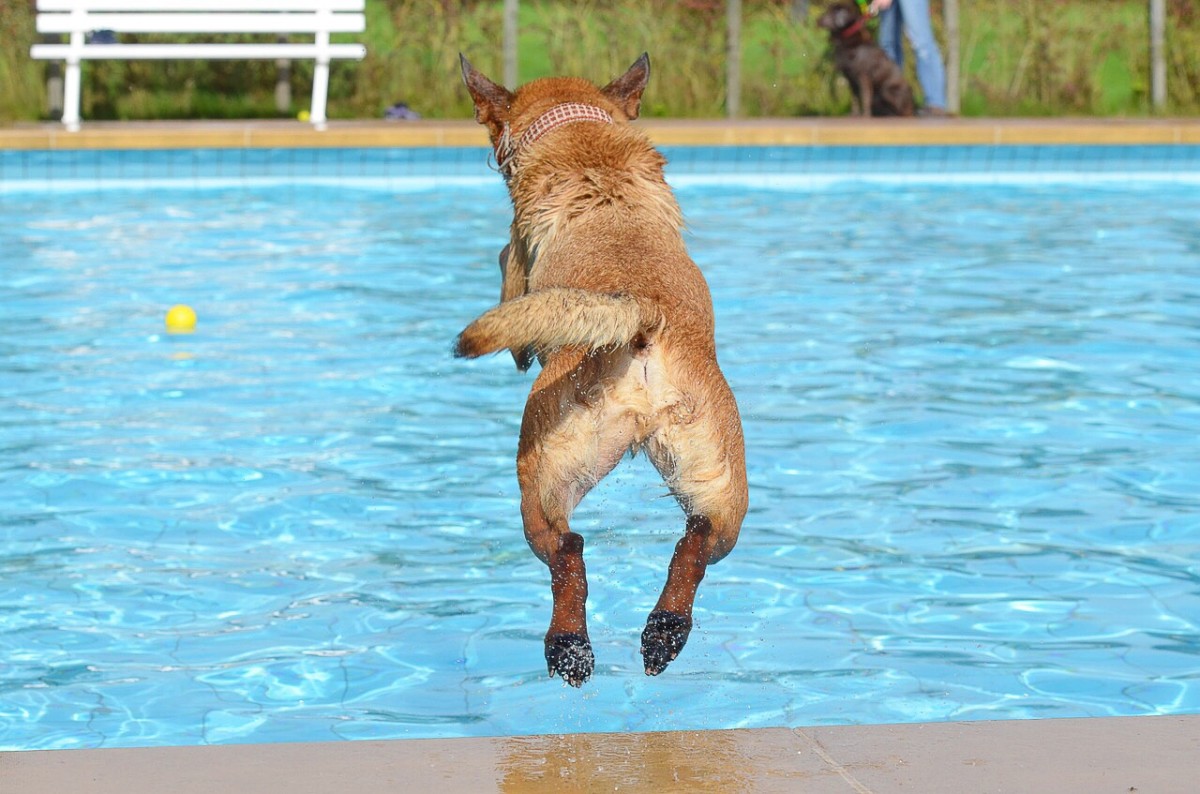 Swimming in a backyard pool can be a great way for a dog to stay cool, as long as certain precautions are followed.