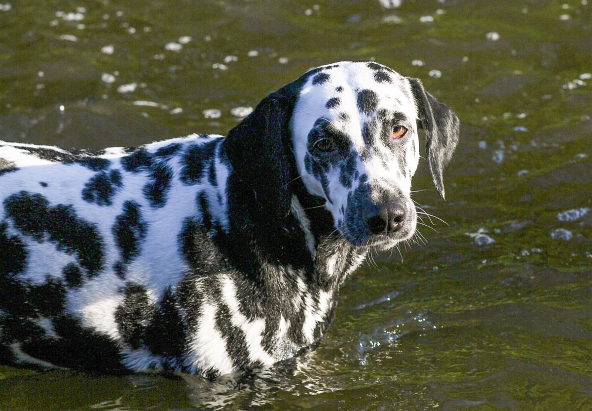 how do you cool down a black dog