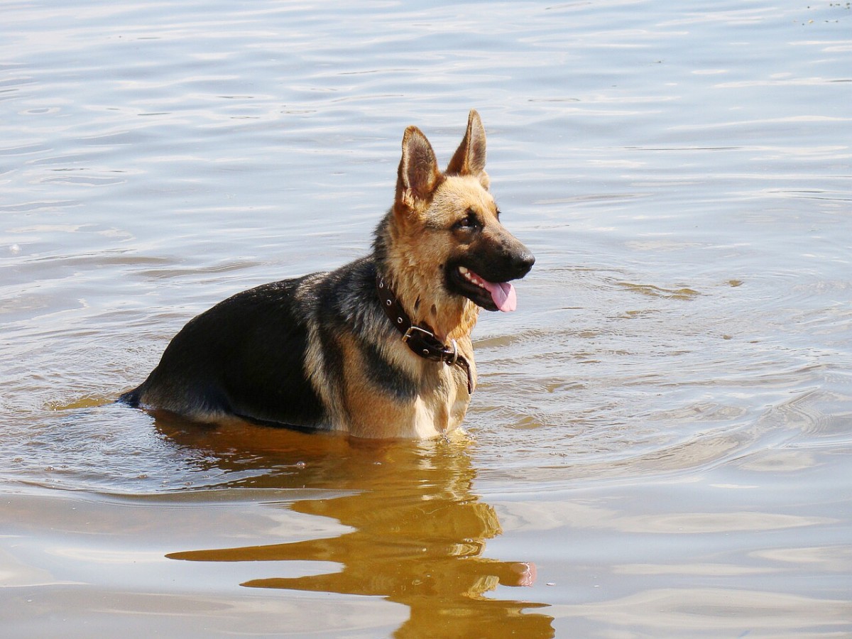 It looks like this German Shepherd has found a good place to cool down.
