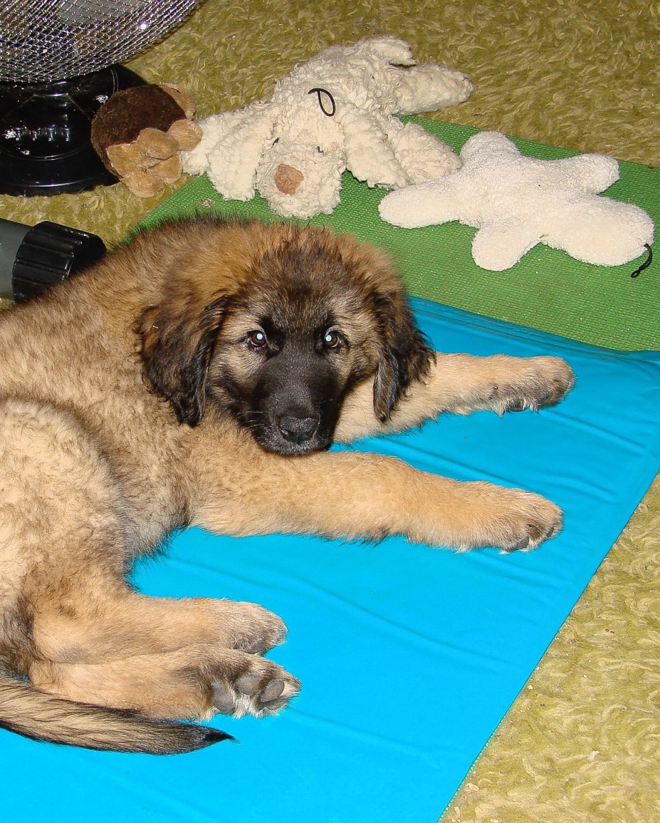 Ryan is on his cooling pad. Ryan was a Leonberger, like Dylan.