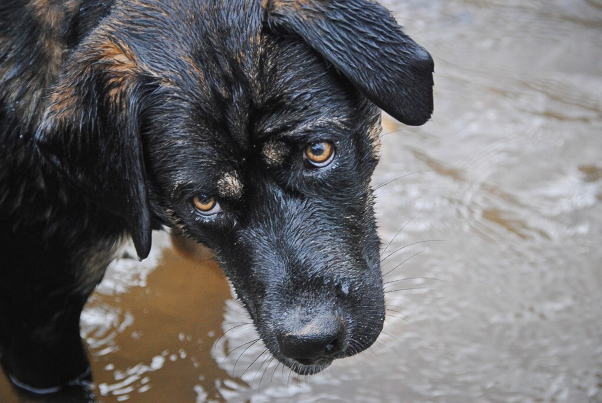 do black dogs get hotter