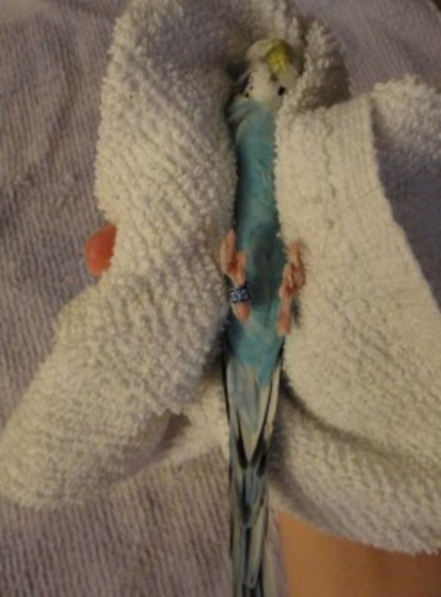 The picture demonstrates how you should hold your parakeet while his claws are being clipped.