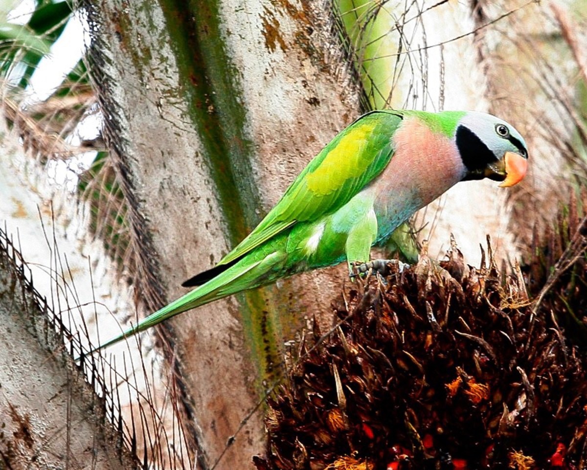 Rose breasted parakeet orders