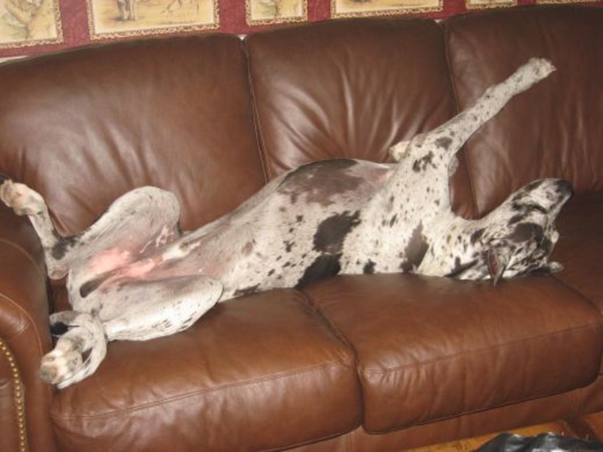 One of my Great Danes engaging in his favorite pastime