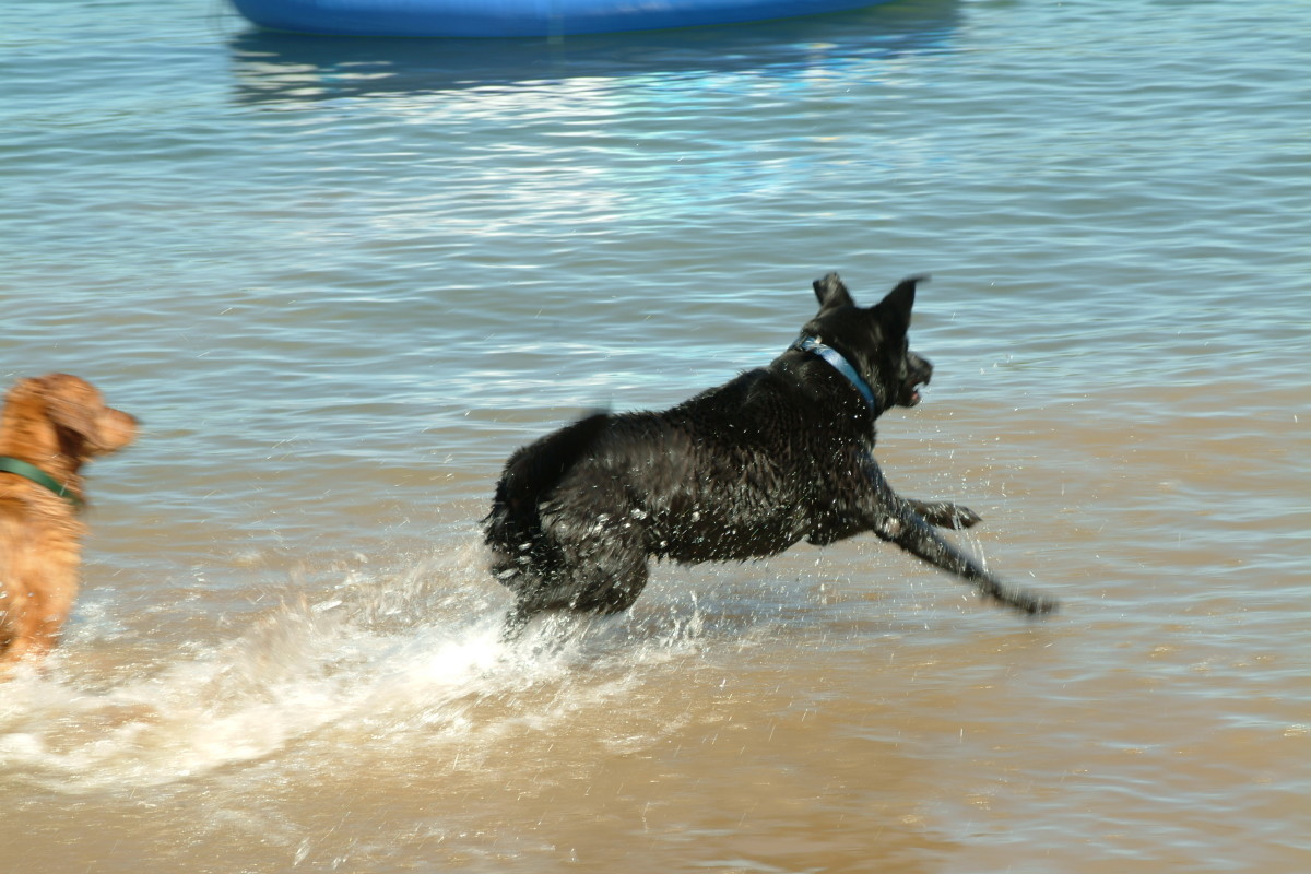 How to Care for an Aging Dog HubPages