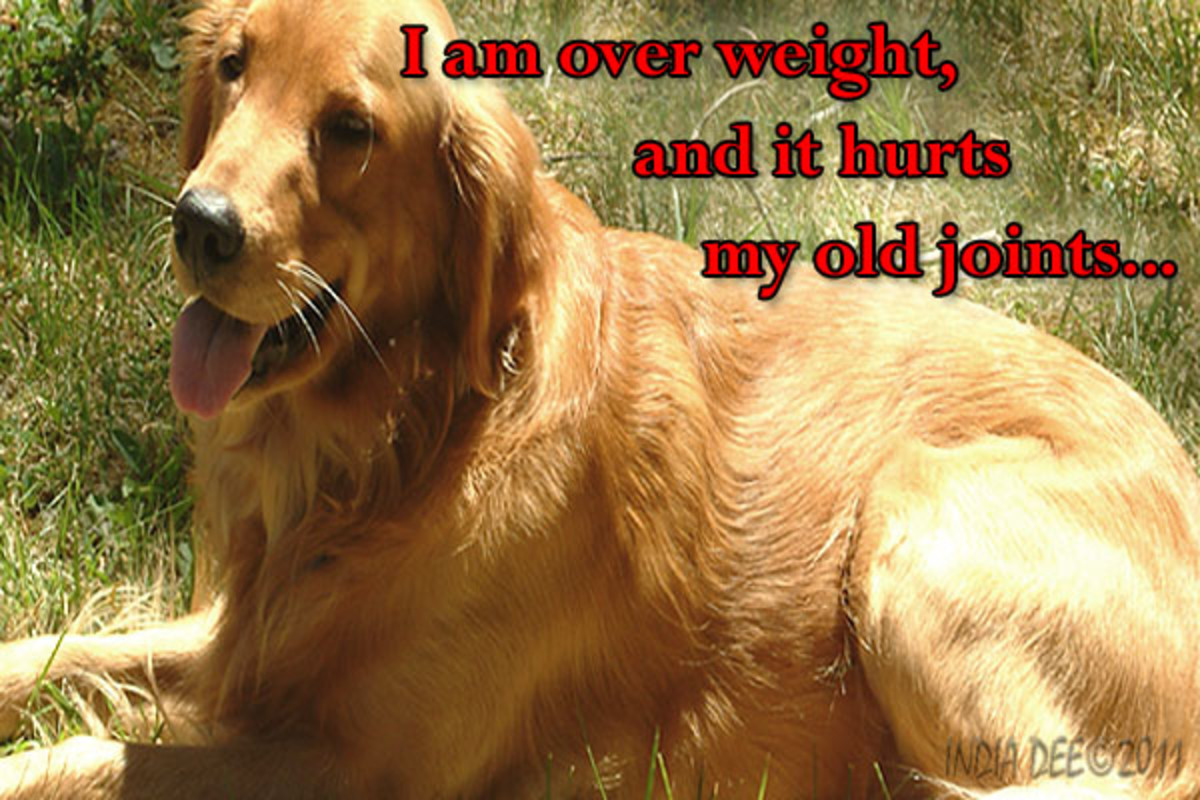 A fat dog is NOT a healthy Dog! It is your job to watch your ageing dogs waistline!